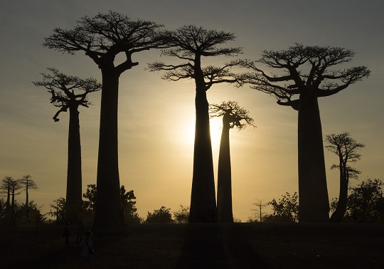 Baobabs
